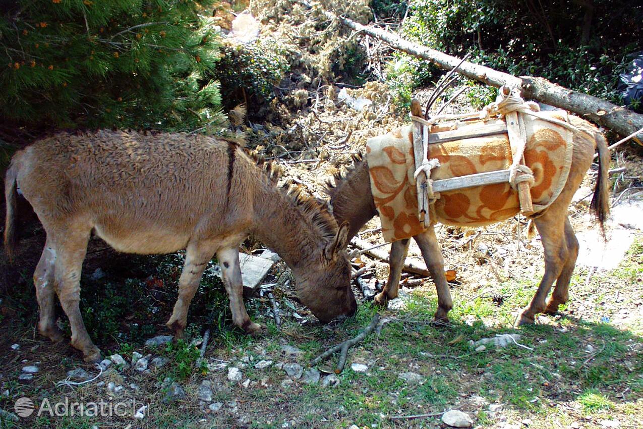 Žinčena na ostrove Pašman (Sjeverna Dalmacija)