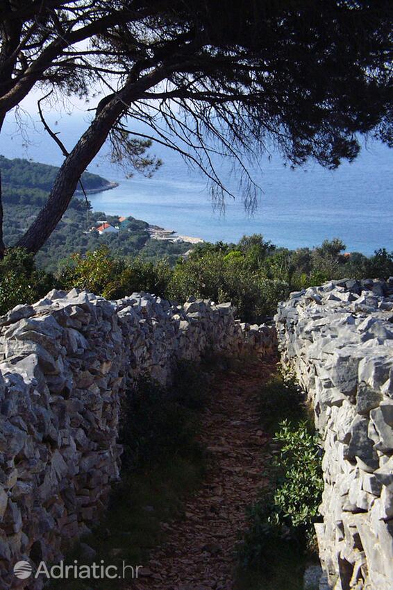 Žinčena on the island Pašman (Sjeverna Dalmacija)