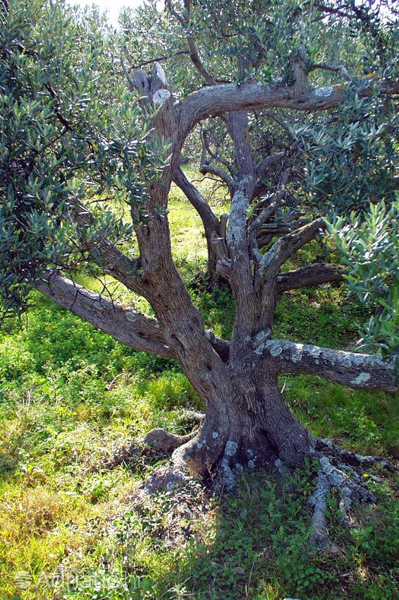 Lanđin on the island Pašman (Sjeverna Dalmacija)