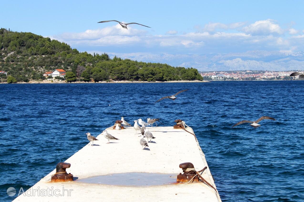 Kali pe insula Ugljan (Sjeverna Dalmacija)