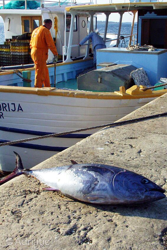 Biograd na Moru u rivijeri Biograd (Sjeverna Dalmacija)