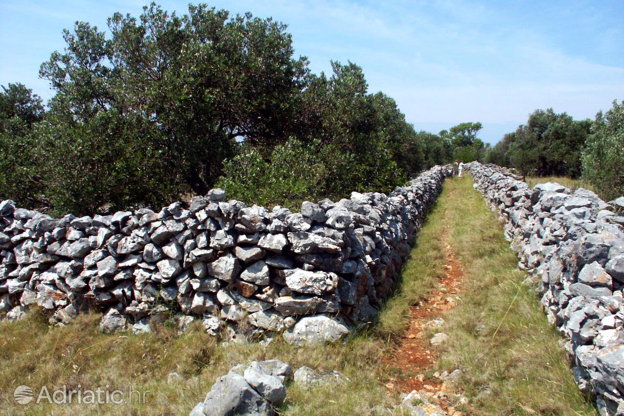 Lavdara på otoku Dugi otok (Sjeverna Dalmacija)