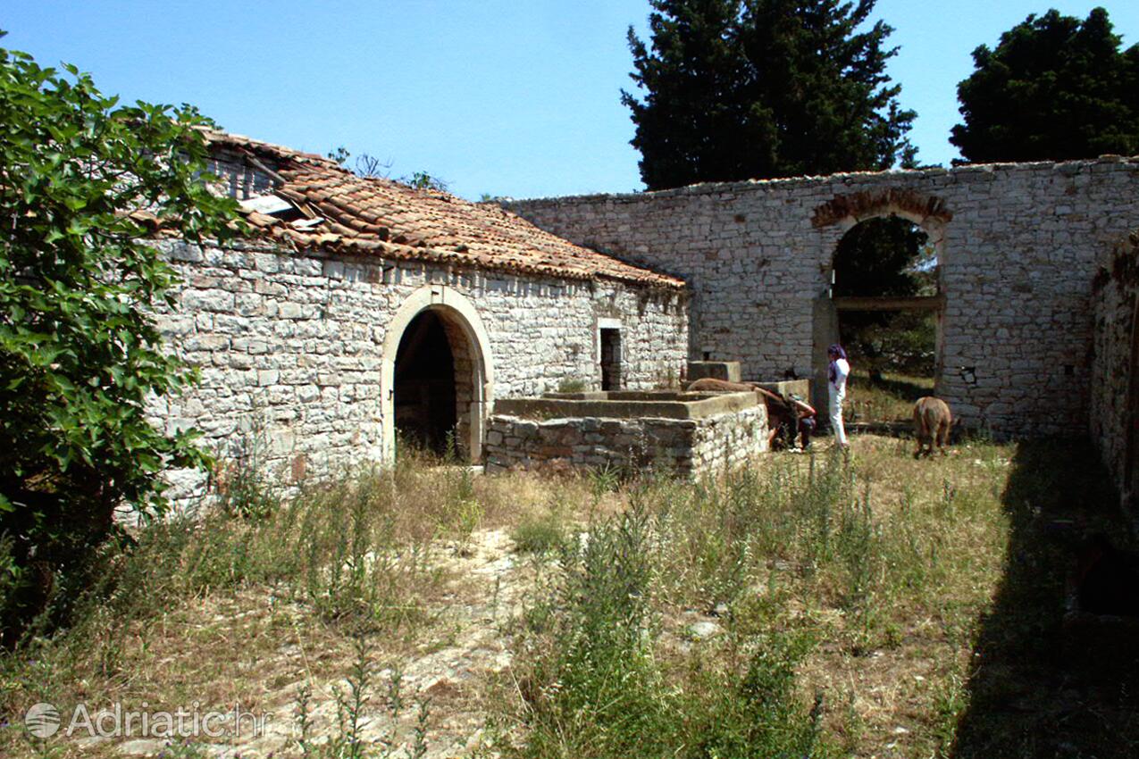 Lavdara na wyspie Dugi otok (Sjeverna Dalmacija)