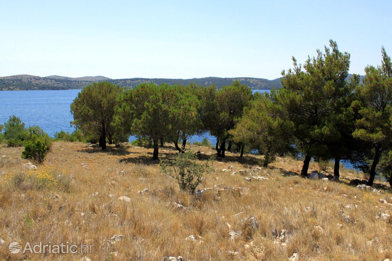 Lavdara på otoku Dugi otok (Sjeverna Dalmacija)