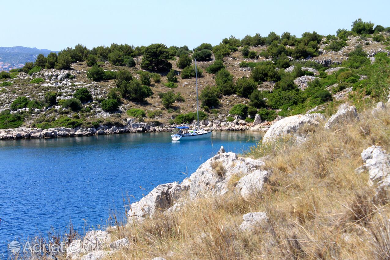 Lavdara na wyspie Dugi otok (Sjeverna Dalmacija)