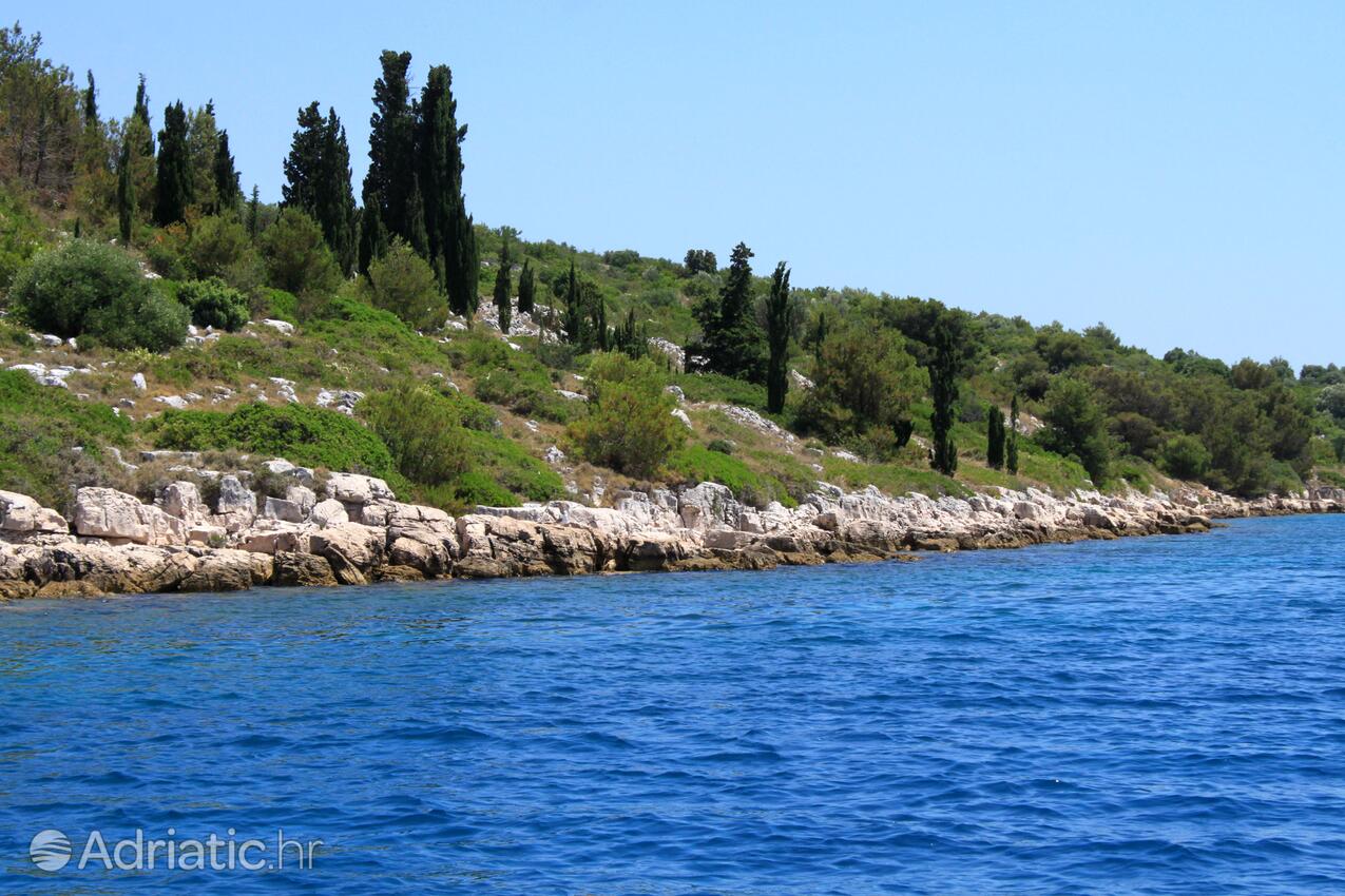 Lavdara na wyspie Dugi otok (Sjeverna Dalmacija)