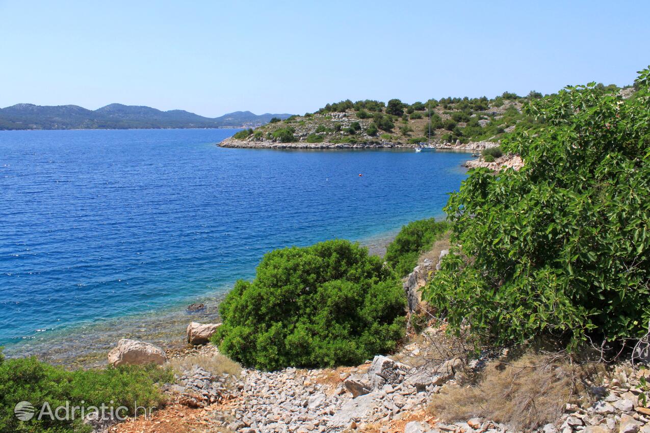 Lavdara na wyspie Dugi otok (Sjeverna Dalmacija)