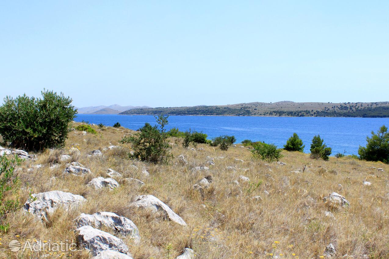 Lavdara na wyspie Dugi otok (Sjeverna Dalmacija)