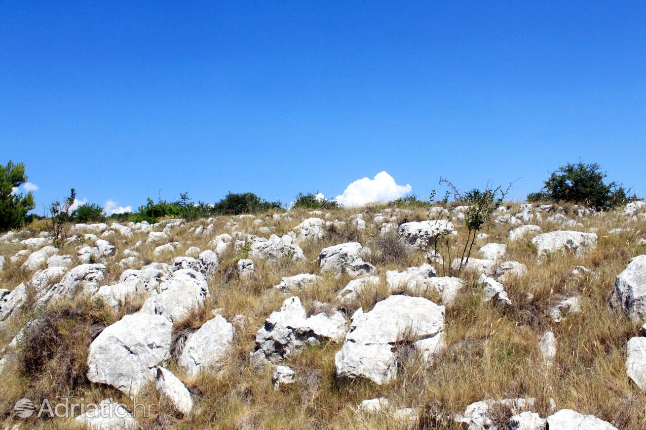 Lavdara na wyspie Dugi otok (Sjeverna Dalmacija)