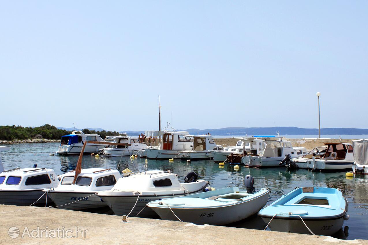 Guduće sur l’île Ugljan (Sjeverna Dalmacija)