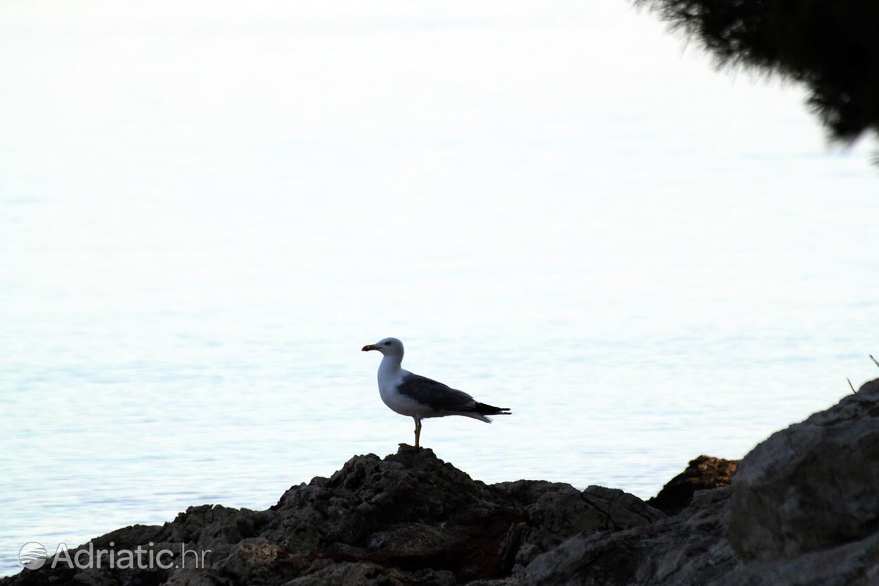 Savar na otoku Dugi otok (Sjeverna Dalmacija)