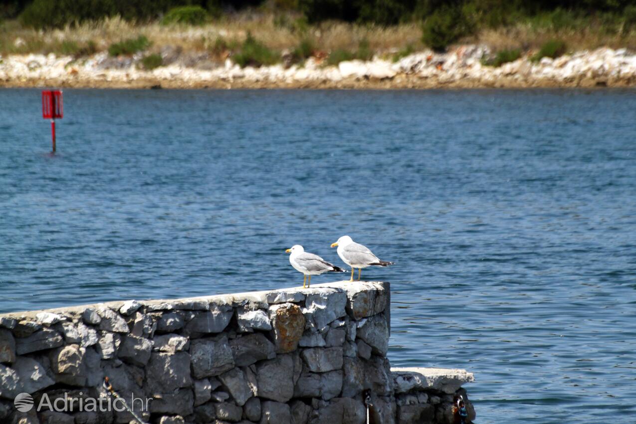 Verunić on the island Dugi otok (Sjeverna Dalmacija)