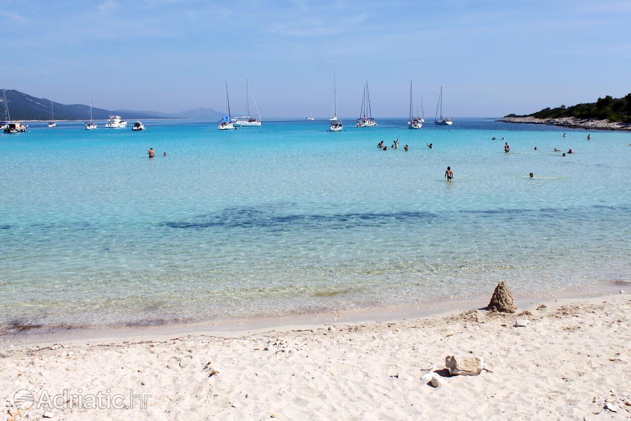 Spiagge nelle vicinanze - Casa vacanze accanto al mare Verunić, Isola Lunga - Dugi otok