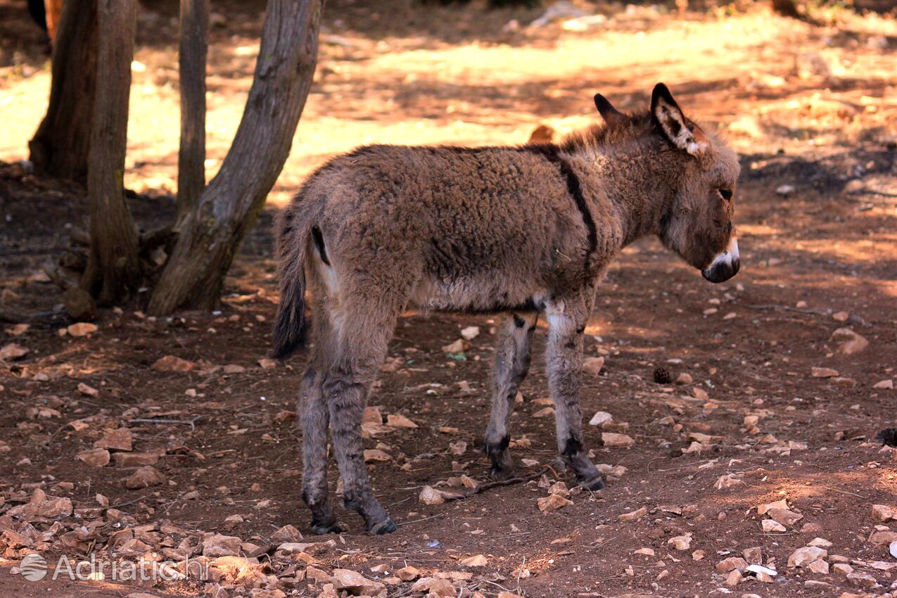 Dragnjevica - Telašćica på otoku Dugi otok (Sjeverna Dalmacija)