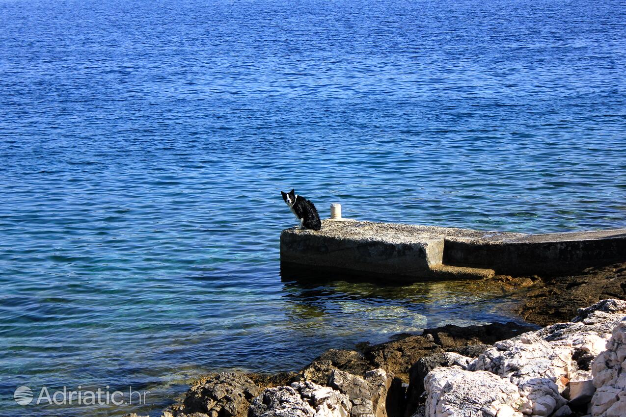 Nearby beaches - Secluded fisherman's cottage Cove Dragnjevica - Telašćica, Dugi otok