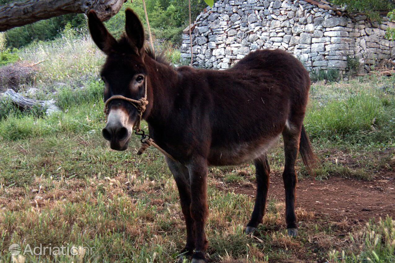 Žman sur l’île Dugi otok (Sjeverna Dalmacija)