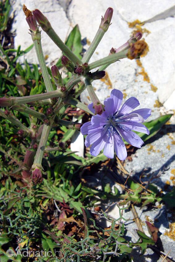 Ripišće on the island Dugi otok (Sjeverna Dalmacija)