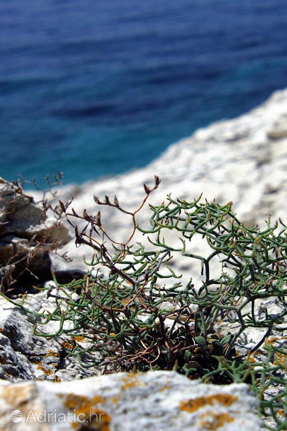 Ripišće on the island Dugi otok (Sjeverna Dalmacija)