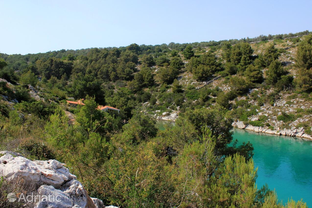 Dumboka na wyspie Dugi otok (Sjeverna Dalmacija)