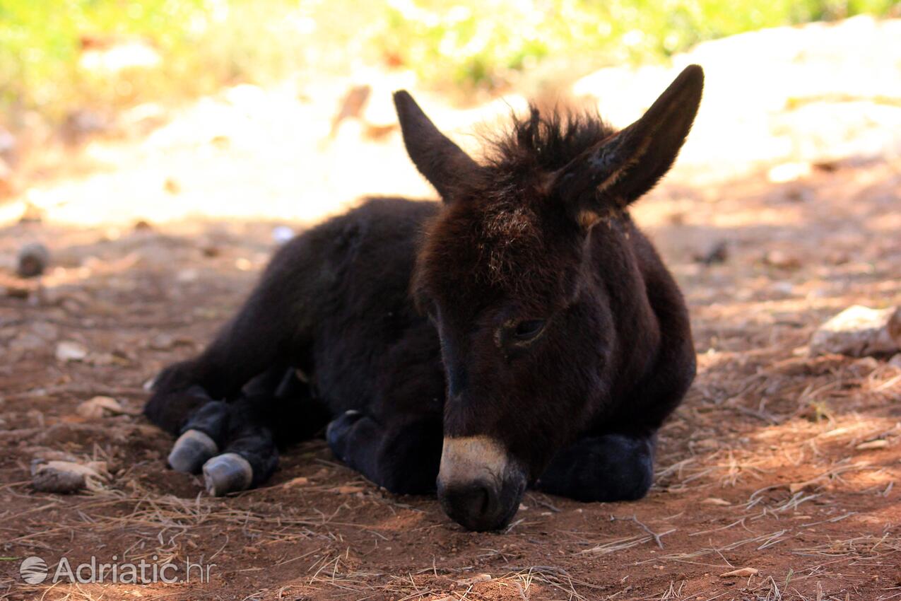 Jaz - Telašćica sur l’île Dugi otok (Sjeverna Dalmacija)