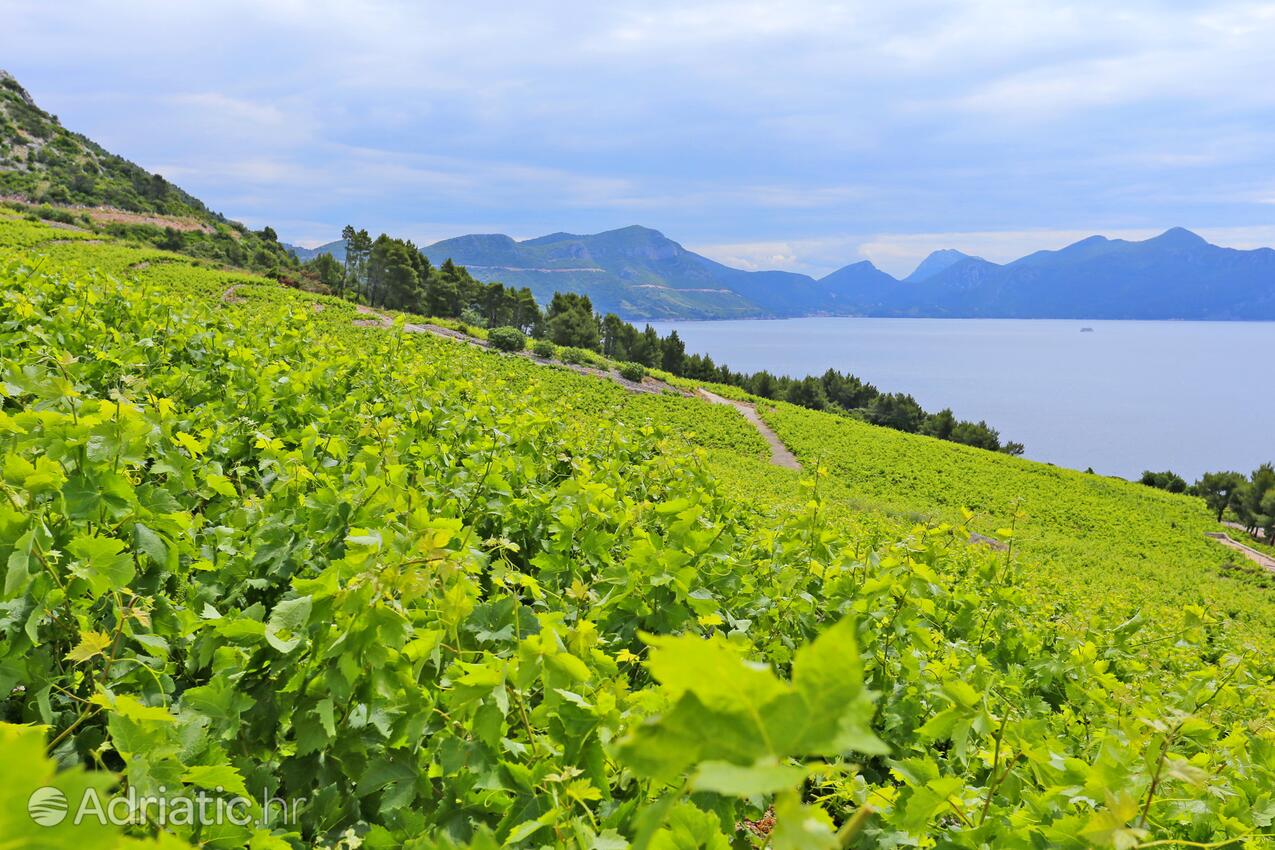 Dingač - Pristranj na riviére Pelješac (Južna Dalmacija)