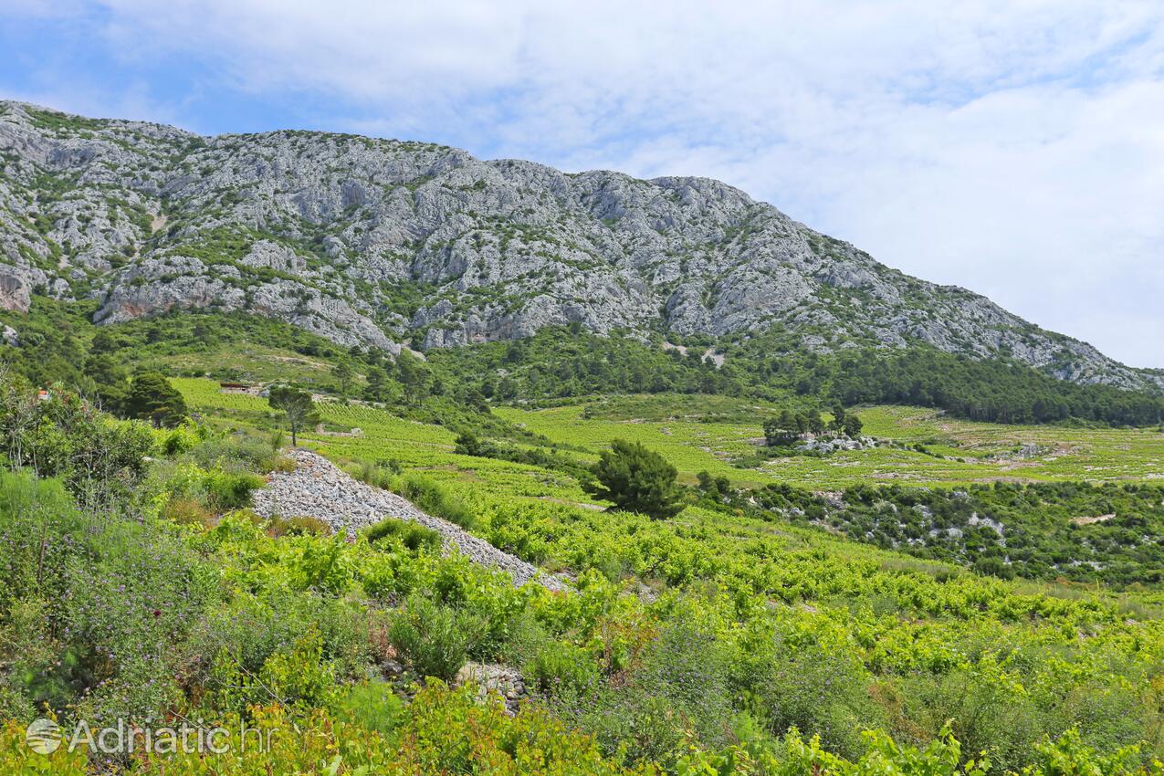 Dingač - Pristranj na riviére Pelješac (Južna Dalmacija)