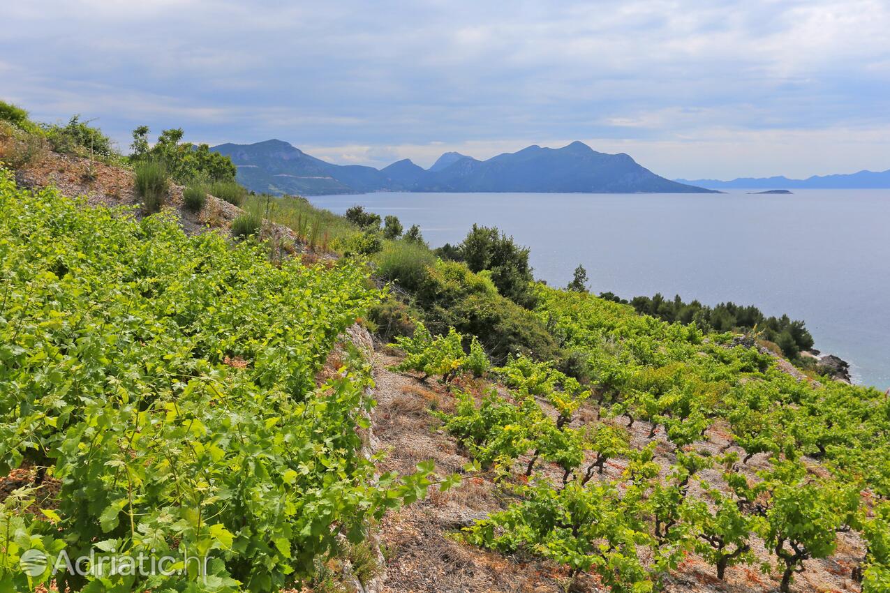 Dingač - Pristranj na riviére Pelješac (Južna Dalmacija)