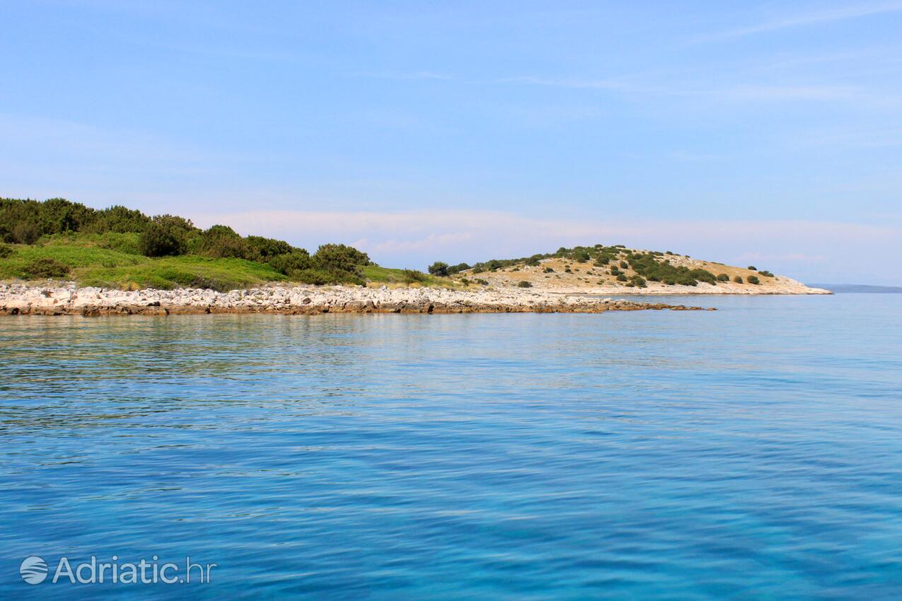 Krknata na ostrove Dugi otok (Sjeverna Dalmacija)