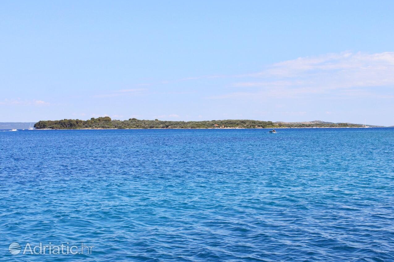 Krknata na ostrove Dugi otok (Sjeverna Dalmacija)