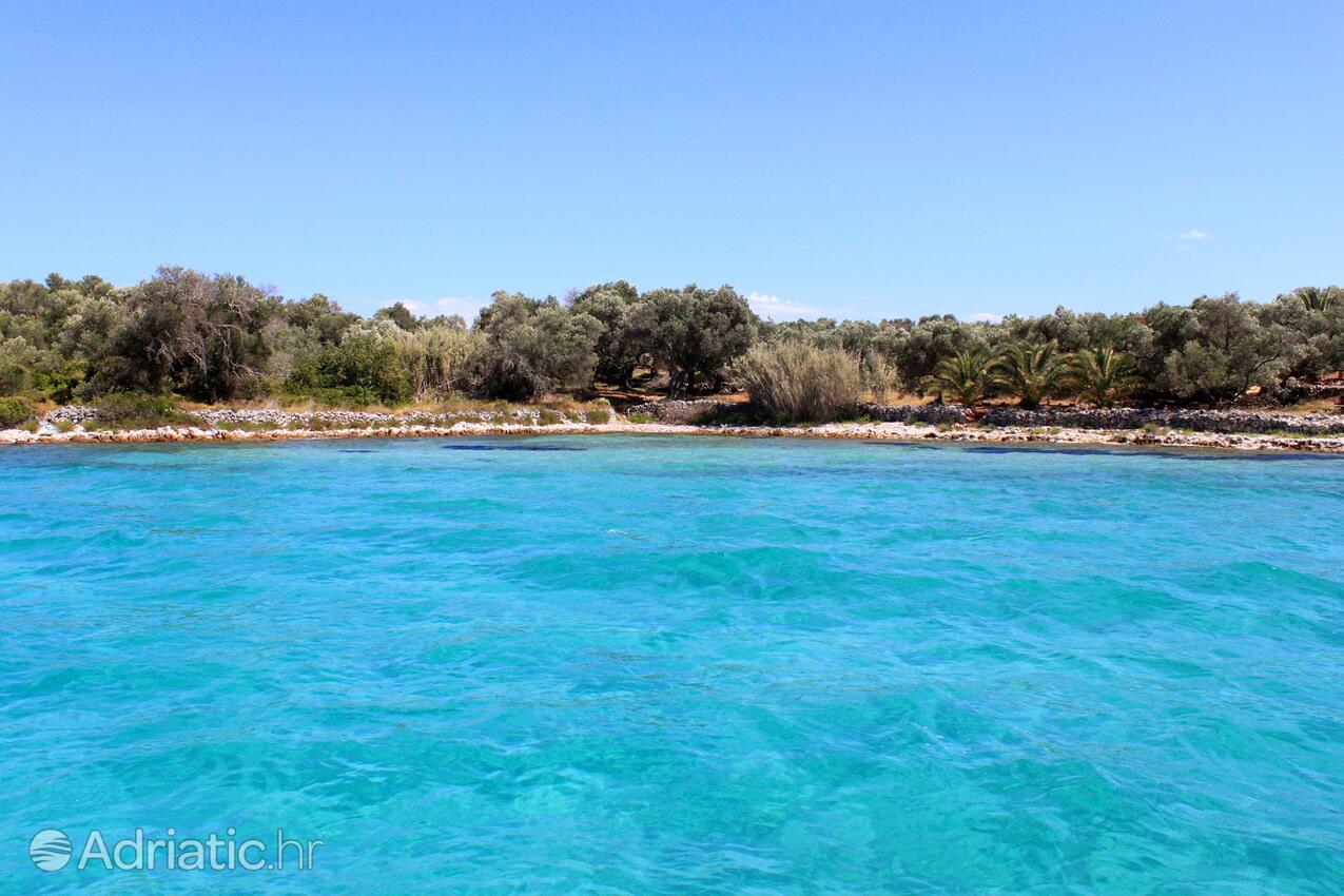 Krknata na ostrove Dugi otok (Sjeverna Dalmacija)