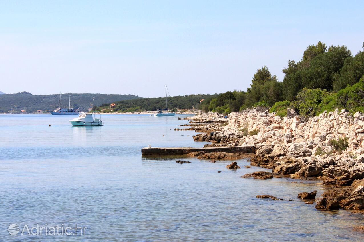 Krknata na ostrove Dugi otok (Sjeverna Dalmacija)