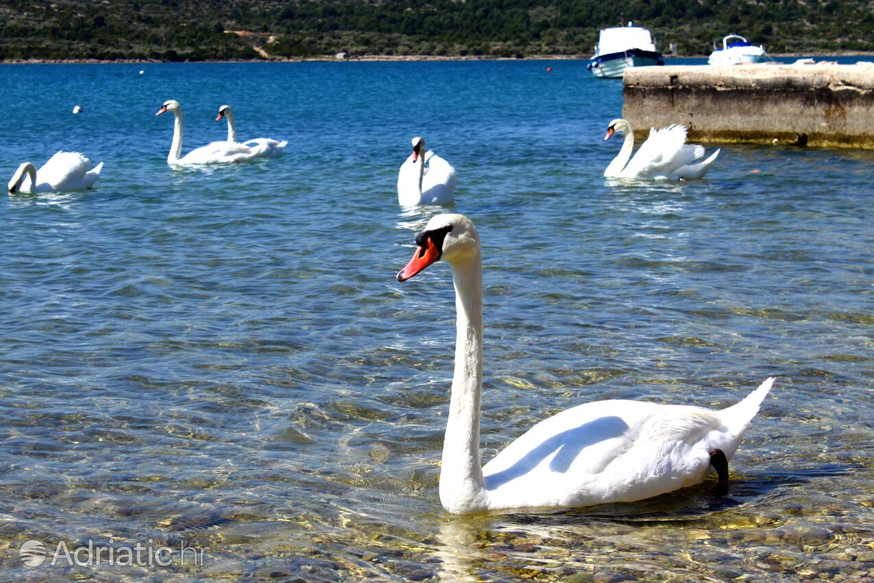 Pirovac riviéra Šibenik (Sjeverna Dalmacija)