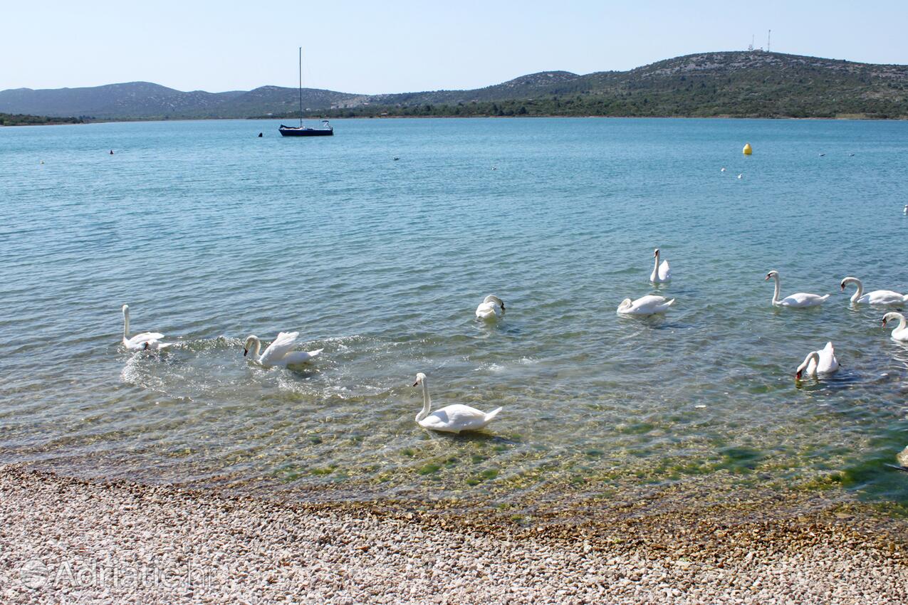 Spiagge nelle vicinanze - Appartamenti accanto al mare Slosella - Pirovac, Sebenico - Šibenik
