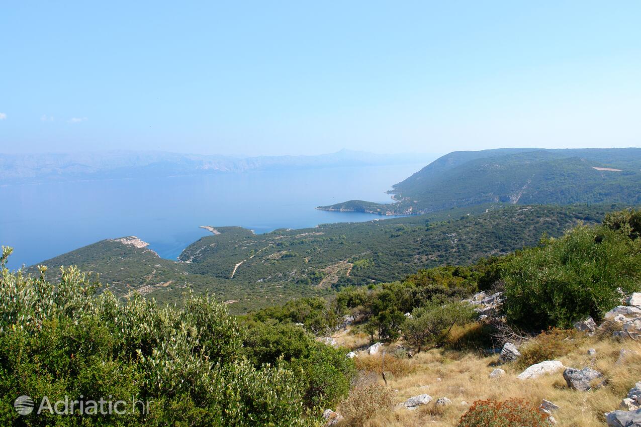 Pokrivenik sur l’île Hvar (Srednja Dalmacija)