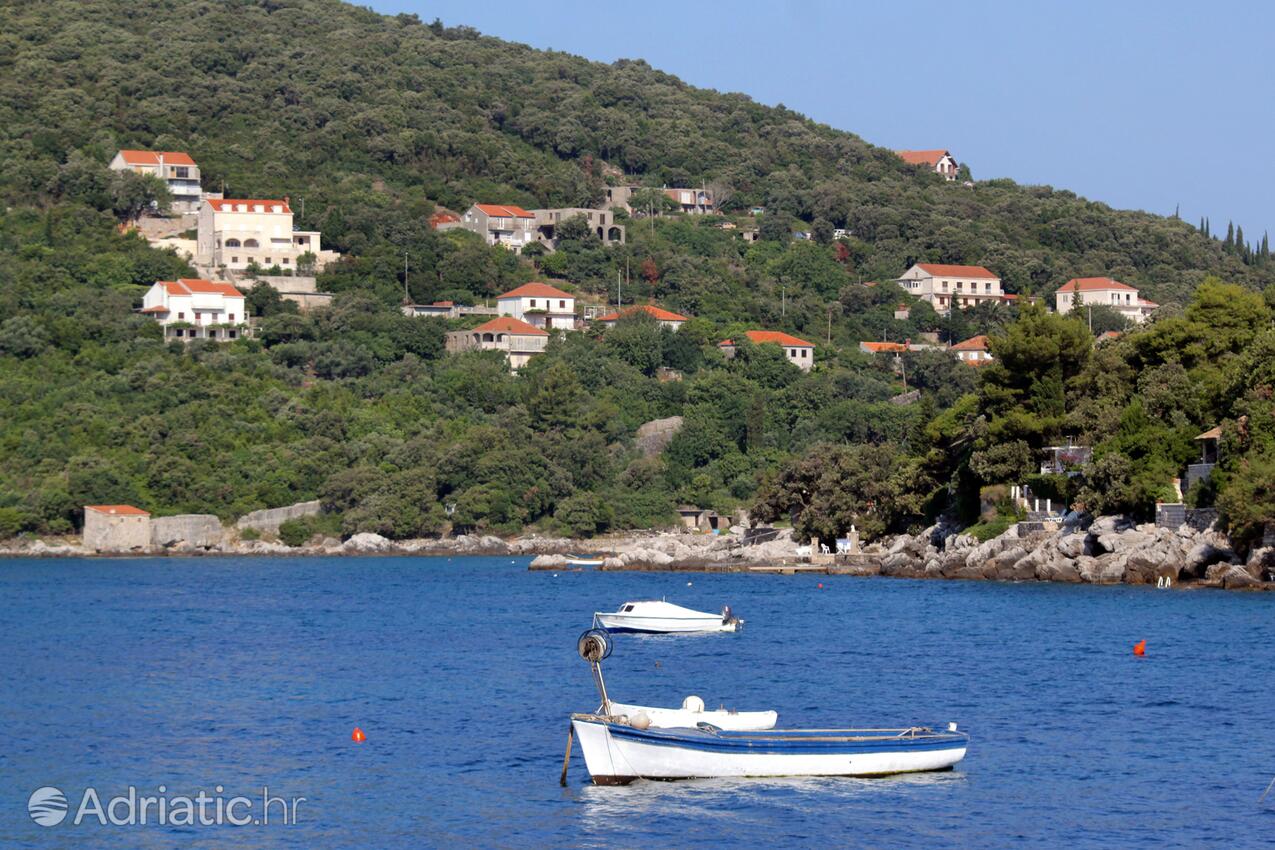 Molunat na riwierze Dubrovnik (Južna Dalmacija)