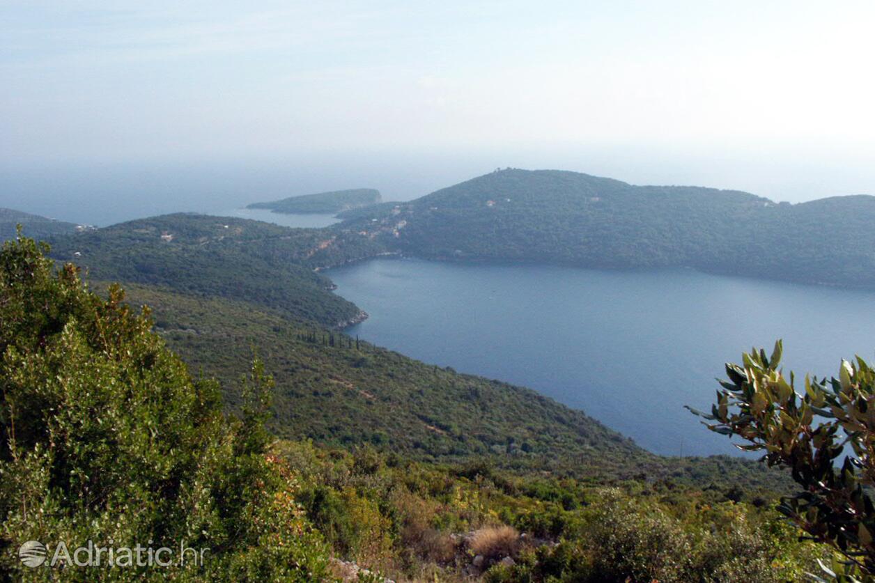 Molunat na riwierze Dubrovnik (Južna Dalmacija)