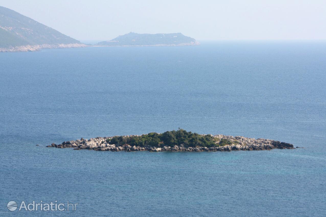 Molunat na riwierze Dubrovnik (Južna Dalmacija)