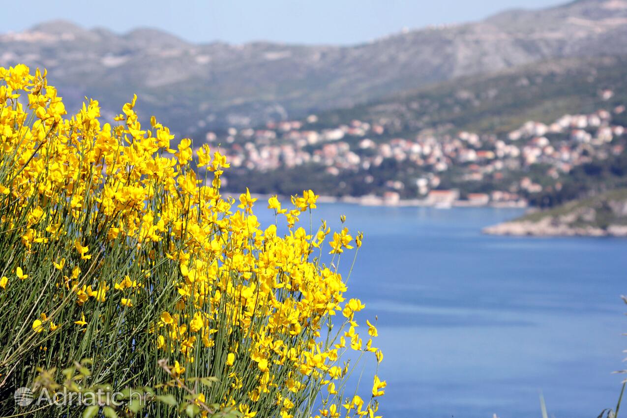 Mlini an der Riviera Dubrovnik (Južna Dalmacija)