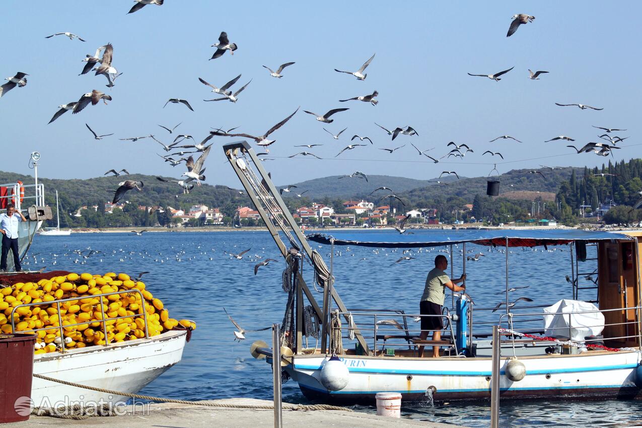 Rovinj на Ривьере Rovinj (Istra)