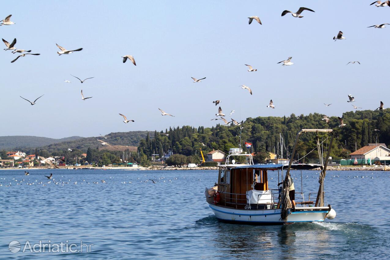 Rovinj на Ривьере Rovinj (Istra)