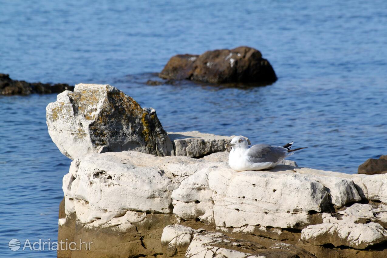 Poreč in riviera Poreč (Istra)