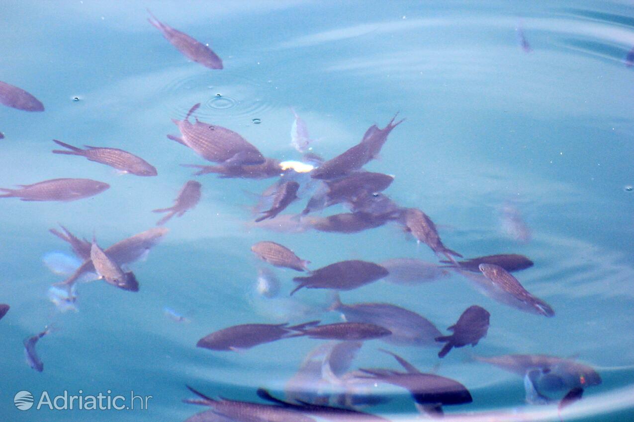 Medveja на Ривьере Opatija (Kvarner)