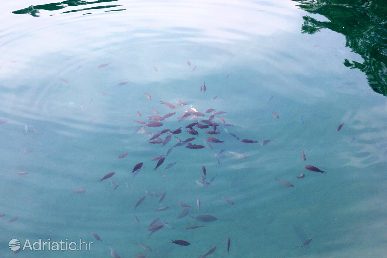 Medveja на Ривьере Opatija (Kvarner)