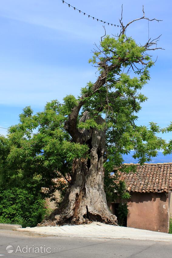 Liganj i Riviera Opatija (Kvarner)