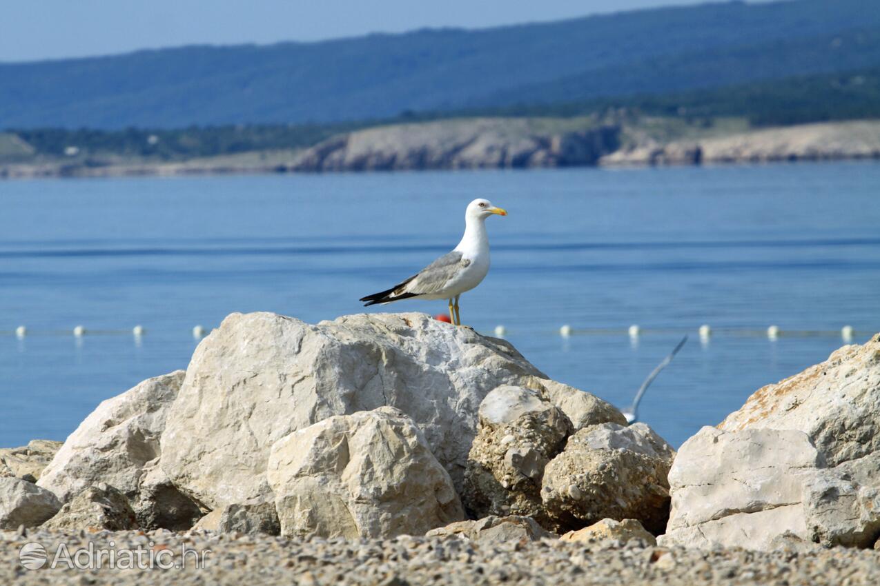 Crikvenica Crikvenica riviérán (Kvarner)