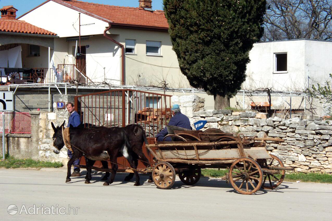 Peroj an der Riviera Fažana (Istra)