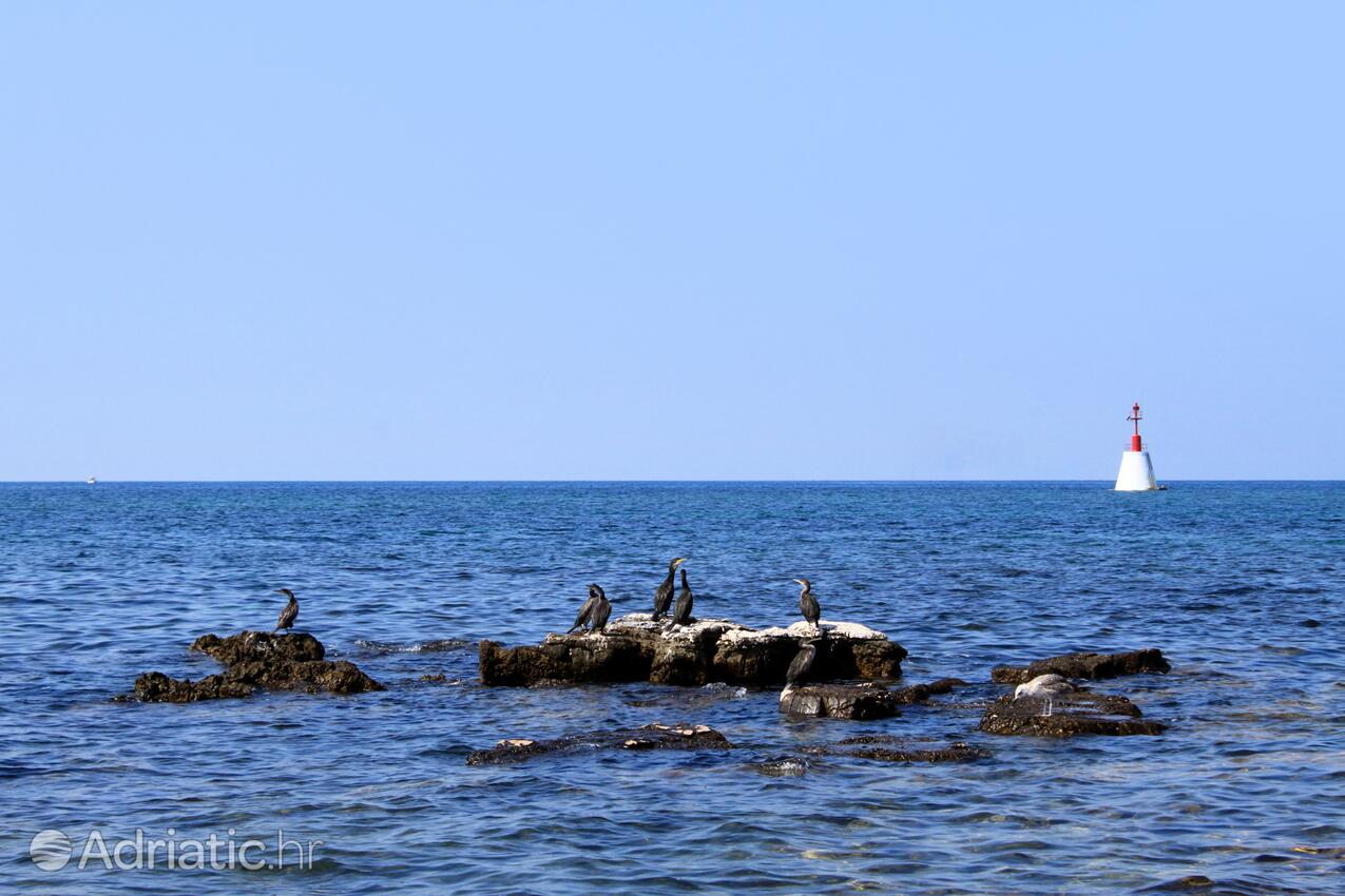 Umag na riviére Umag (Istra)