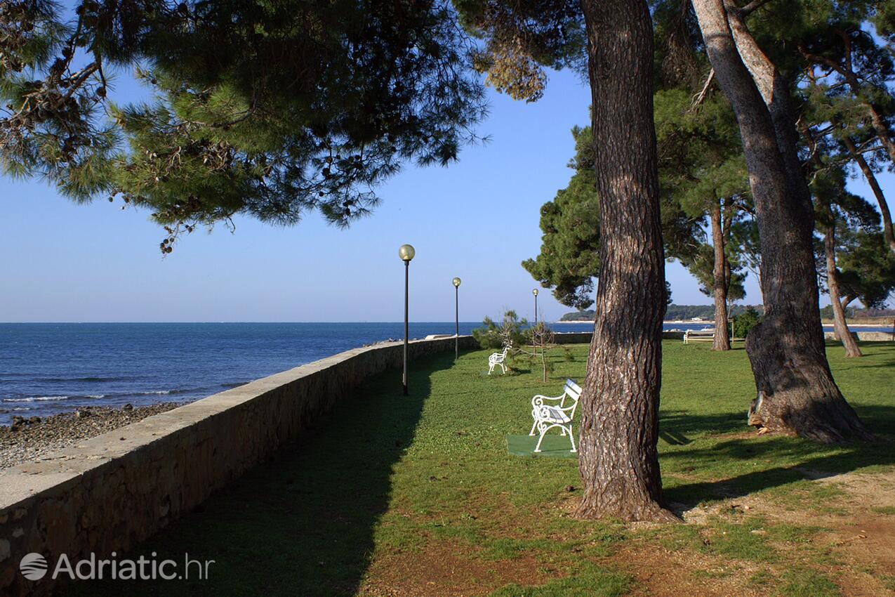 Novigrad - Appartamenti accanto al mare Novigrad