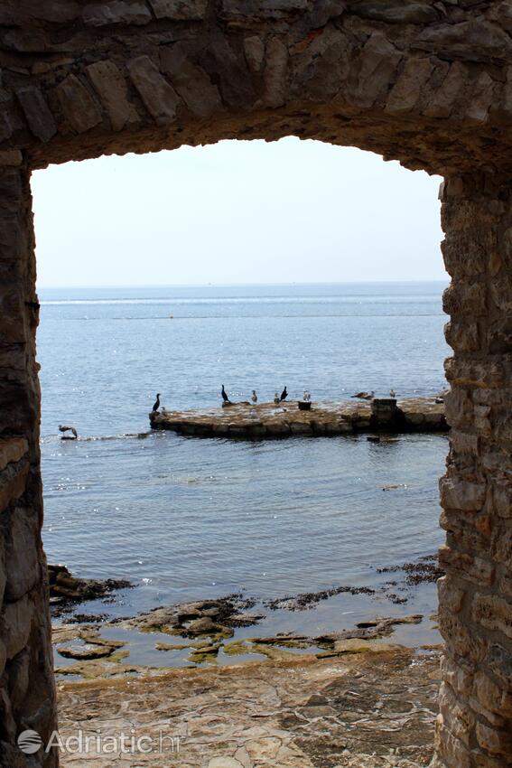 Novigrad - Appartamenti accanto al mare Novigrad