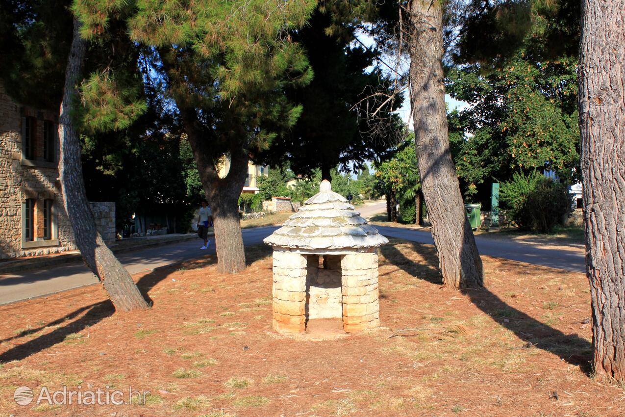 Dajla an der Riviera Novigrad (Istra)